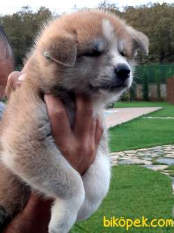 Satilik Japon Akita İnu Yavrularimiz Istanbul 4