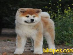 Satılık Japon Akita Yavruları 3