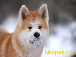 Satılık Japon Akita Yavruları 4