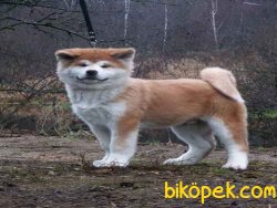 Satılık Japon Akita Yavruları 2