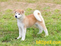 Satılık Japon Akita Yavruları 5