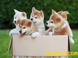 Satılık Japon Akita Yavruları 3