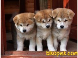 Satılık Japon Akita Yavruları 1