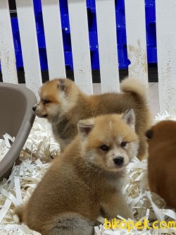 SATILIK JAPON AKITA YAVRULARI 4