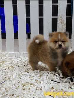 SATILIK JAPON AKITA YAVRULARI 5