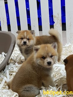 SATILIK JAPON AKITA YAVRULARI 1