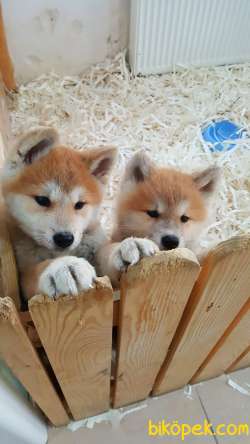 SATILIK JAPON AKITA YAVRULARI (HAÇİKO) 3