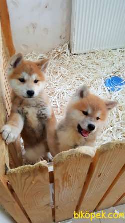 SATILIK JAPON AKITA YAVRULARI (HAÇİKO) 1