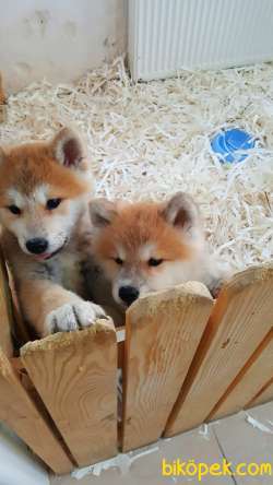 SATILIK JAPON AKITA YAVRULARI (HAÇİKO) 4