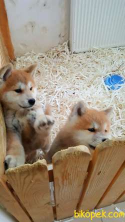 SATILIK JAPON AKITA YAVRULARI (HAÇİKO) 2