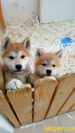 SATILIK JAPON AKITA YAVRULARI (HAÇİKO) 5