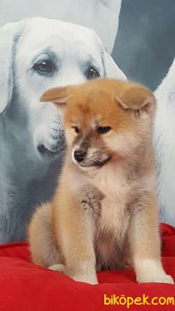 SATILIK JAPON AKITA YAVRULARI (HAÇİKO) 2