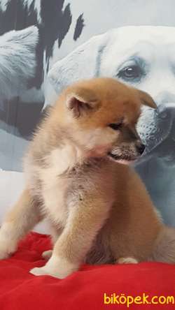 SATILIK JAPON AKITA YAVRULARI (HAÇİKO) 4