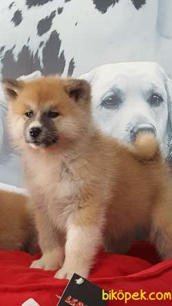 SATILIK JAPON AKITA YAVRULARI (HAÇİKO) 1