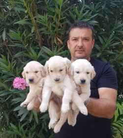 Satılık Jumbo Golden Yavrular Türkiye De Tek 1