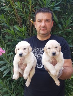 Satılık Jumbo Golden Yavrular Türkiye De Tek 4