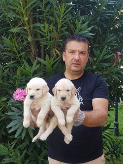 Satılık Jumbo Golden Yavrular Türkiye De Tek 2