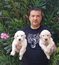 Satılık Jumbo Golden Yavrular Türkiye De Tek 5