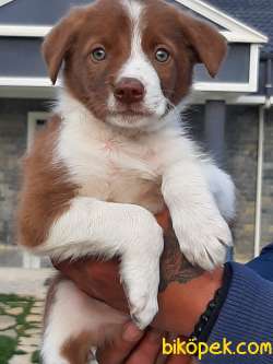 Satilik Kahve Renkli Border Collie Yavru 4
