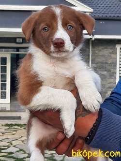 Satilik Kahve Renkli Border Collie Yavru 3