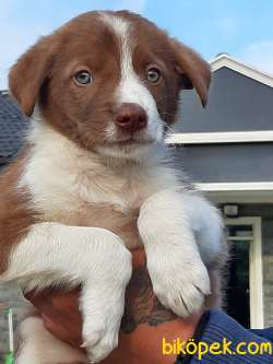 Satilik Kahve Renkli Border Collie Yavru 2