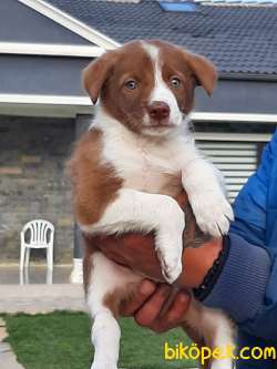 Satilik Kahve Renkli Border Collie Yavru 1