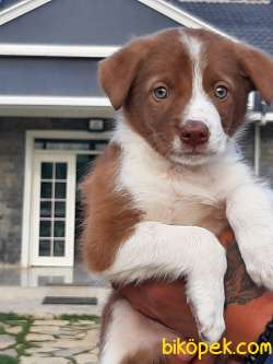 Satilik Kahve Renkli Border Collie Yavru 5