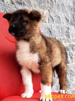 Satılık Kalıteli AMERİCAN AKITA YAVRULARI 1