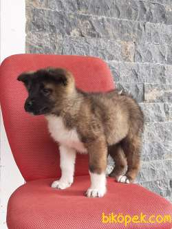 Satılık Kalıteli AMERİCAN AKITA YAVRULARI 4