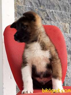 Satılık Kalıteli AMERİCAN AKITA YAVRULARI 2