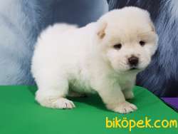 Satılık Kalıtelı  CHOW CHOW YAVRULARI 3