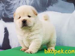 Satılık Kalıtelı  CHOW CHOW YAVRULARI 1