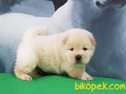 Satılık Kalıtelı  CHOW CHOW YAVRULARI 2