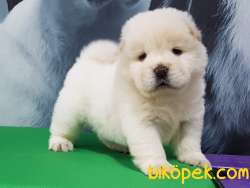 Satılık Kalıtelı  CHOW CHOW YAVRULARI 4
