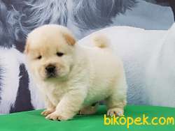 Satılık Kalıtelı  CHOW CHOW YAVRULARI 5