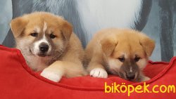 SATILIK KALITELI JAPON AKITA YAVRULARI 3