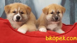 SATILIK KALITELI JAPON AKITA YAVRULARI 4