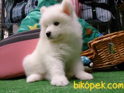 SATILIK KALITELI  SAMOYED YAVRULARI 3