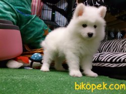 SATILIK KALITELI  SAMOYED YAVRULARI 4