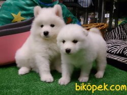 SATILIK KALITELI  SAMOYED YAVRULARI 1
