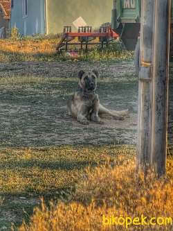 Satılık Kangal 4