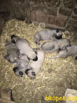 Satılık Kangal 1