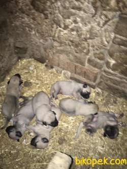 Satılık Kangal 2