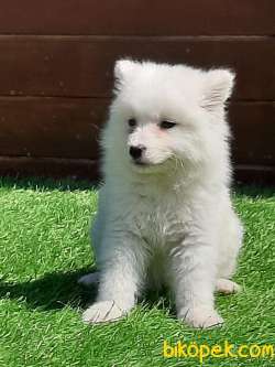 SATILIK KAR BEYAZI SAMOYED YAVRULARI 2