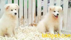 SATILIK KARBEYAZ SAMOYED YAVRULARI 3
