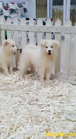 SATILIK KARBEYAZ SAMOYED YAVRULARI 4