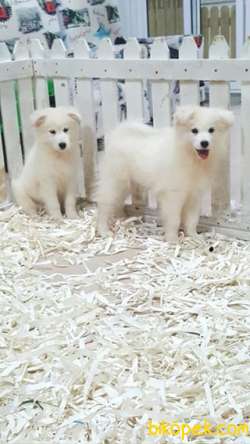 SATILIK KARBEYAZ SAMOYED YAVRULARI 1