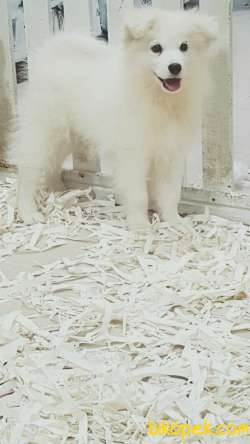 SATILIK KARBEYAZ SAMOYED YAVRULARI 2