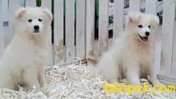 SATILIK KARBEYAZ SAMOYED YAVRULARI 5