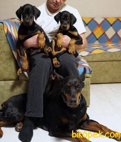 Satilik King Doberman Yavruları 3
